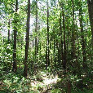Photo of UNDER CONTRACT!  13.3 Acres of Farm Timber and Hunting Land For Sale in Sussex County VA!
