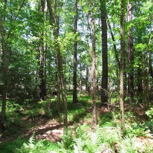 Photo of UNDER CONTRACT!  13.3 Acres of Farm Timber and Hunting Land For Sale in Sussex County VA!