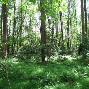 Photo of UNDER CONTRACT!  13.3 Acres of Farm Timber and Hunting Land For Sale in Sussex County VA!