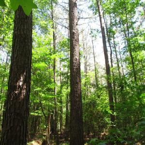 Photo of UNDER CONTRACT!  13.3 Acres of Farm Timber and Hunting Land For Sale in Sussex County VA!