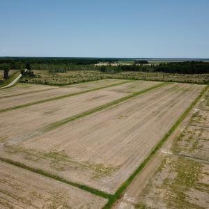Photo of UNDER CONTRACT!  75 Acres of Farm and Hunting Land For Sale in Tyrrell County NC!