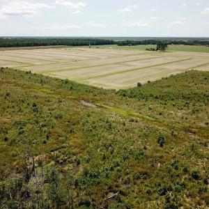 Photo of UNDER CONTRACT!  75 Acres of Farm and Hunting Land For Sale in Tyrrell County NC!