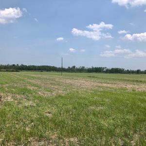 Photo of UNDER CONTRACT!  75 Acres of Farm and Hunting Land For Sale in Tyrrell County NC!