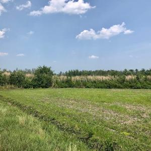 Photo of UNDER CONTRACT!  75 Acres of Farm and Hunting Land For Sale in Tyrrell County NC!