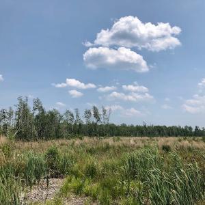 Photo of UNDER CONTRACT!  75 Acres of Farm and Hunting Land For Sale in Tyrrell County NC!