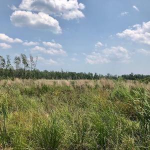 Photo of UNDER CONTRACT!  75 Acres of Farm and Hunting Land For Sale in Tyrrell County NC!