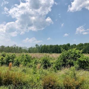 Photo of UNDER CONTRACT!  75 Acres of Farm and Hunting Land For Sale in Tyrrell County NC!