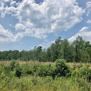 Photo of UNDER CONTRACT!  75 Acres of Farm and Hunting Land For Sale in Tyrrell County NC!
