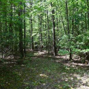 Photo of SOLD!!  91 Acres of Undeveloped Residential Land For Sale in Gloucester County VA!