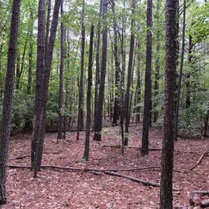 Photo of SOLD!!  91 Acres of Undeveloped Residential Land For Sale in Gloucester County VA!