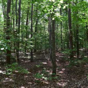 Photo of SOLD!!  91 Acres of Undeveloped Residential Land For Sale in Gloucester County VA!