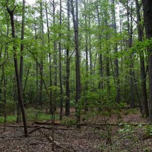 Photo of SOLD!!  91 Acres of Undeveloped Residential Land For Sale in Gloucester County VA!