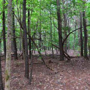 Photo of SOLD!!  91 Acres of Undeveloped Residential Land For Sale in Gloucester County VA!