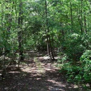 Photo of SOLD!!  91 Acres of Undeveloped Residential Land For Sale in Gloucester County VA!