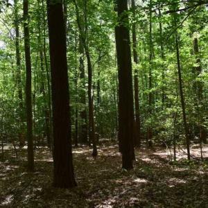 Photo of SOLD!!  91 Acres of Undeveloped Residential Land For Sale in Gloucester County VA!