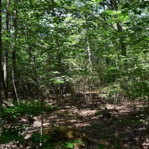 Photo of SOLD!!  91 Acres of Undeveloped Residential Land For Sale in Gloucester County VA!