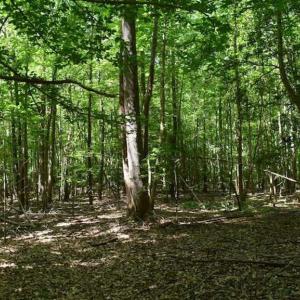 Photo of SOLD!!  91 Acres of Undeveloped Residential Land For Sale in Gloucester County VA!