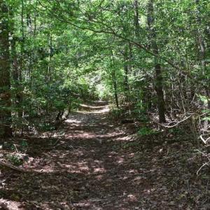 Photo of SOLD!!  91 Acres of Undeveloped Residential Land For Sale in Gloucester County VA!