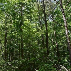 Photo of SOLD!!  91 Acres of Undeveloped Residential Land For Sale in Gloucester County VA!