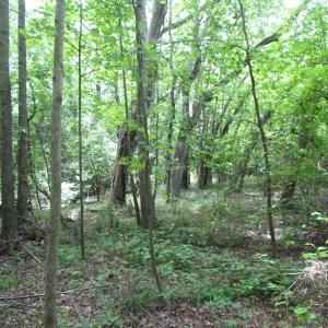 Photo of SOLD!  276 Acres of Farm and Hunting Land For Sale in Prince George County VA!