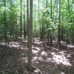 Photo of SOLD!  276 Acres of Farm and Hunting Land For Sale in Prince George County VA!