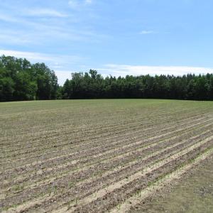 Photo of SOLD!  276 Acres of Farm and Hunting Land For Sale in Prince George County VA!