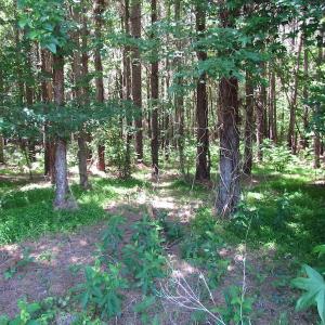 Photo of SOLD!  276 Acres of Farm and Hunting Land For Sale in Prince George County VA!
