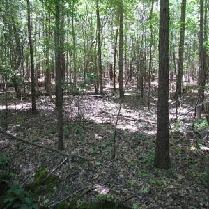 Photo of SOLD!  276 Acres of Farm and Hunting Land For Sale in Prince George County VA!