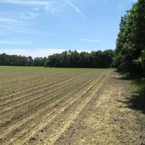 Photo of SOLD!  276 Acres of Farm and Hunting Land For Sale in Prince George County VA!