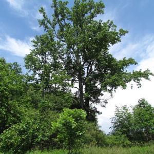 Photo of SOLD!  276 Acres of Farm and Hunting Land For Sale in Prince George County VA!