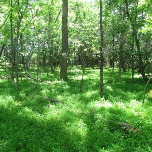 Photo of SOLD!  276 Acres of Farm and Hunting Land For Sale in Prince George County VA!