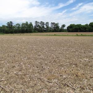 Photo of SOLD!  276 Acres of Farm and Hunting Land For Sale in Prince George County VA!