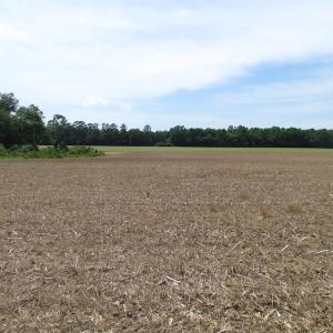 Photo of SOLD!  276 Acres of Farm and Hunting Land For Sale in Prince George County VA!