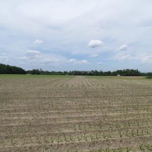 Photo of SOLD!  276 Acres of Farm and Hunting Land For Sale in Prince George County VA!