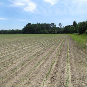 Photo of SOLD!  276 Acres of Farm and Hunting Land For Sale in Prince George County VA!