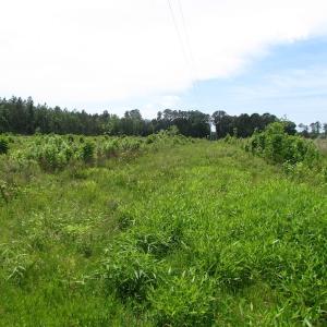 Photo of SOLD!  276 Acres of Farm and Hunting Land For Sale in Prince George County VA!