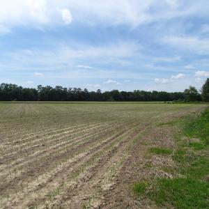 Photo of SOLD!  276 Acres of Farm and Hunting Land For Sale in Prince George County VA!