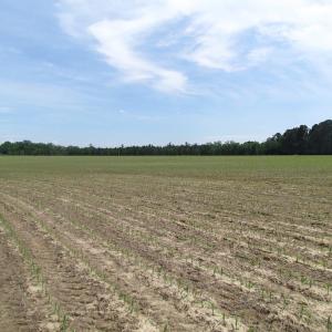 Photo of SOLD!  276 Acres of Farm and Hunting Land For Sale in Prince George County VA!