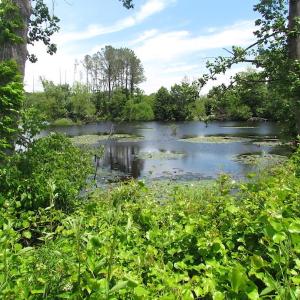Photo of UNDER CONTRACT!  170 Acres of Farm and Hunting Land with Pond For Sale in Prince George County VA!