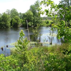 Photo of UNDER CONTRACT!  170 Acres of Farm and Hunting Land with Pond For Sale in Prince George County VA!