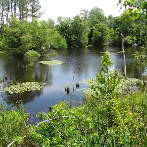 Photo of UNDER CONTRACT!  170 Acres of Farm and Hunting Land with Pond For Sale in Prince George County VA!