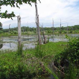 Photo of UNDER CONTRACT!  170 Acres of Farm and Hunting Land with Pond For Sale in Prince George County VA!