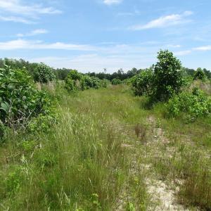 Photo of UNDER CONTRACT!  170 Acres of Farm and Hunting Land with Pond For Sale in Prince George County VA!