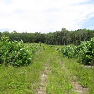 Photo of UNDER CONTRACT!  170 Acres of Farm and Hunting Land with Pond For Sale in Prince George County VA!