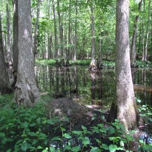 Photo of UNDER CONTRACT!  170 Acres of Farm and Hunting Land with Pond For Sale in Prince George County VA!