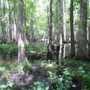 Photo of UNDER CONTRACT!  170 Acres of Farm and Hunting Land with Pond For Sale in Prince George County VA!