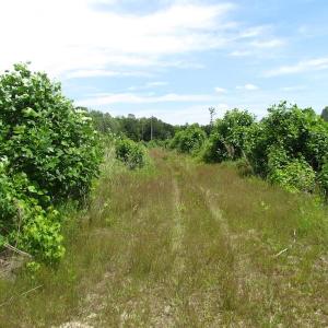 Photo of UNDER CONTRACT!  170 Acres of Farm and Hunting Land with Pond For Sale in Prince George County VA!