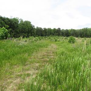 Photo of UNDER CONTRACT!  170 Acres of Farm and Hunting Land with Pond For Sale in Prince George County VA!
