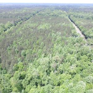 Photo of SOLD!!!  40 Acres of Farm and Hunting Land For Sale in Prince George County VA!