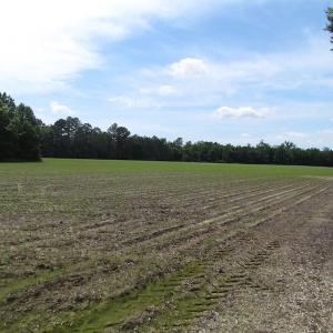 Photo of SOLD!!!  40 Acres of Farm and Hunting Land For Sale in Prince George County VA!